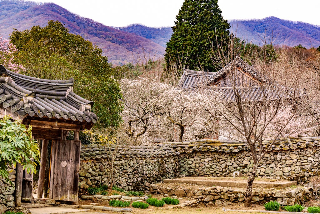 탐매 여행 네번째, 순천 선암사 선암매를 보다 75