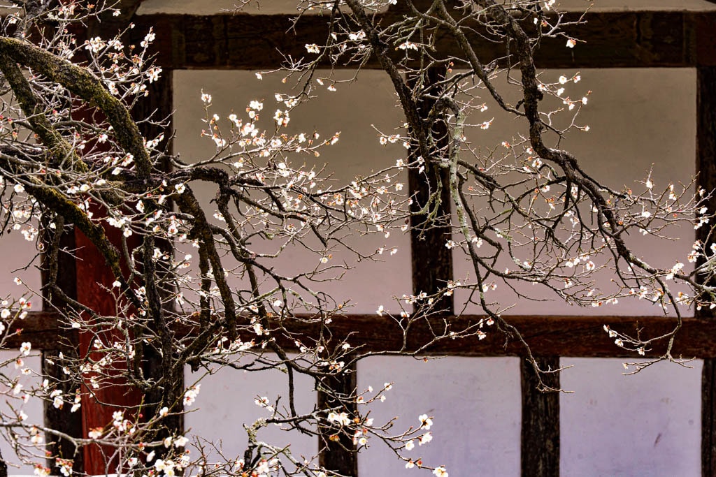 탐매 여행 네번째, 순천 선암사 선암매를 보다 76