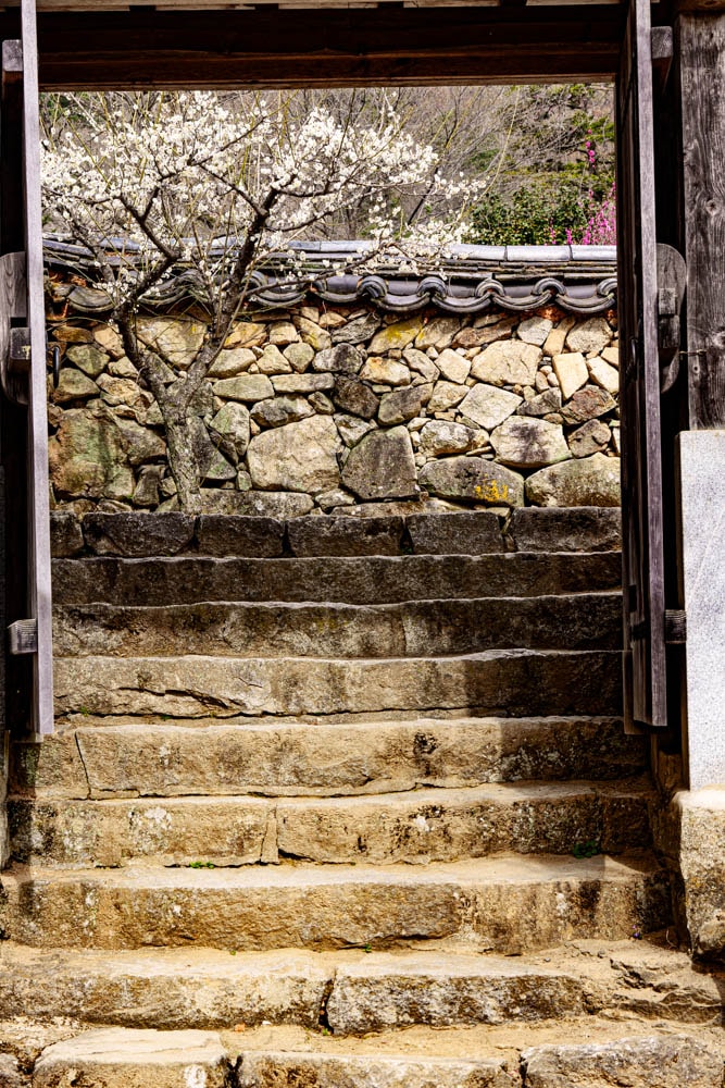 탐매 여행 네번째, 순천 선암사 선암매를 보다 77