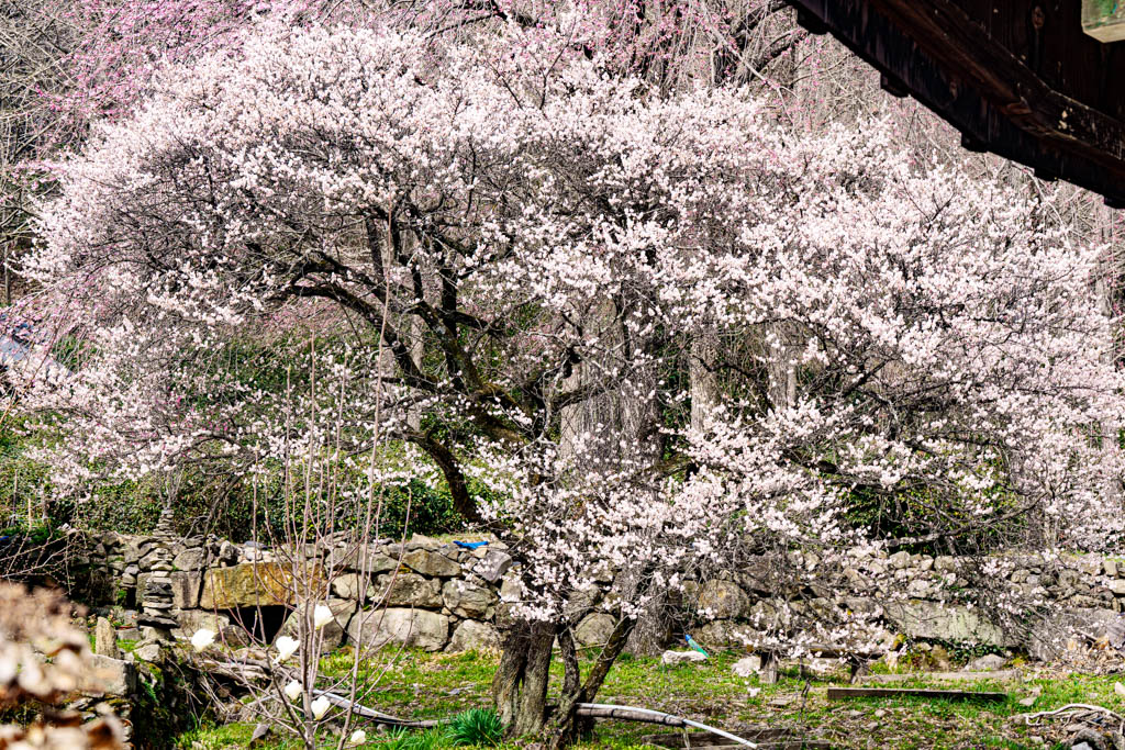탐매 여행 네번째, 순천 선암사 선암매를 보다 78