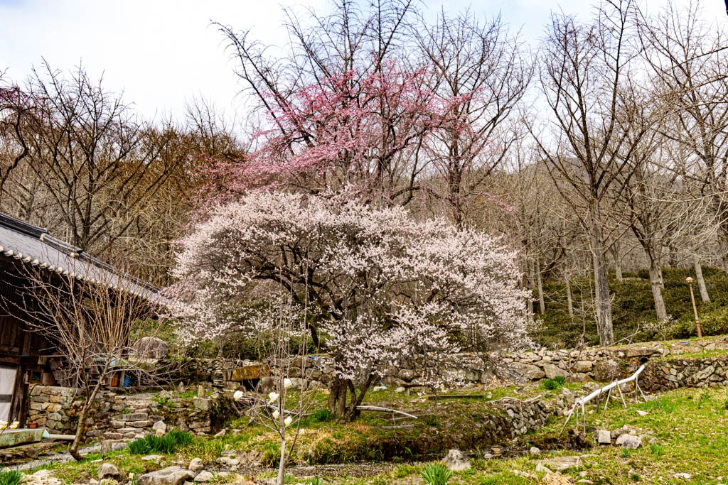 탐매 여행 네번째, 순천 선암사 선암매를 보다 79