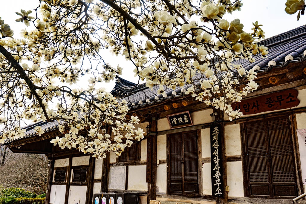 탐매 여행 네번째, 순천 선암사 선암매를 보다 80