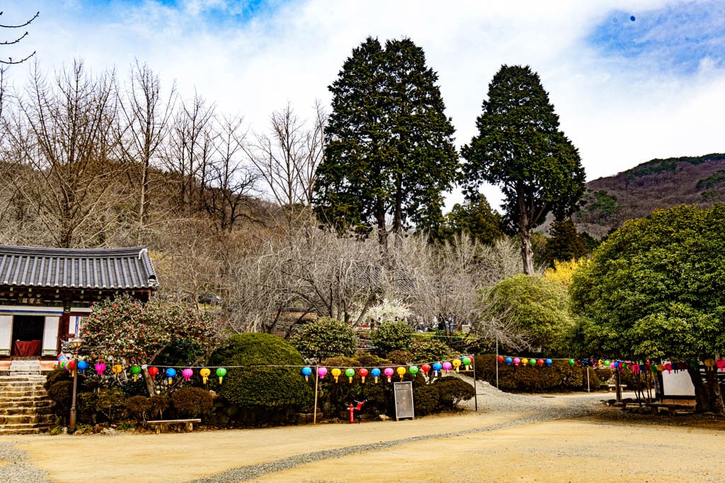 탐매 여행 네번째, 순천 선암사 선암매를 보다 81