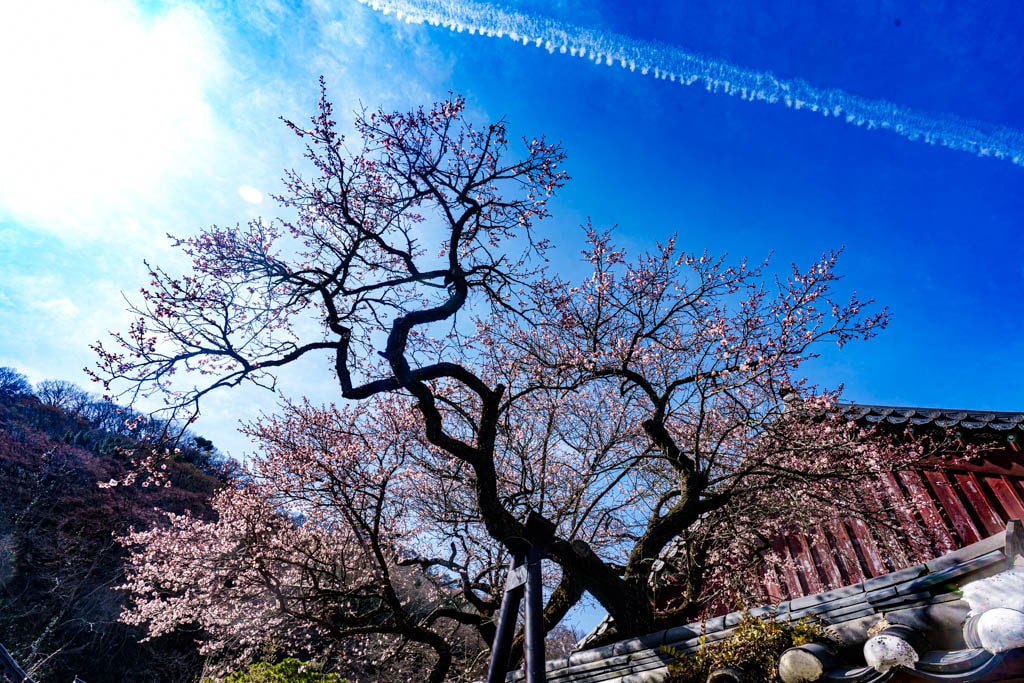 탐매 여행 네번째, 순천 선암사 선암매를 보다 61