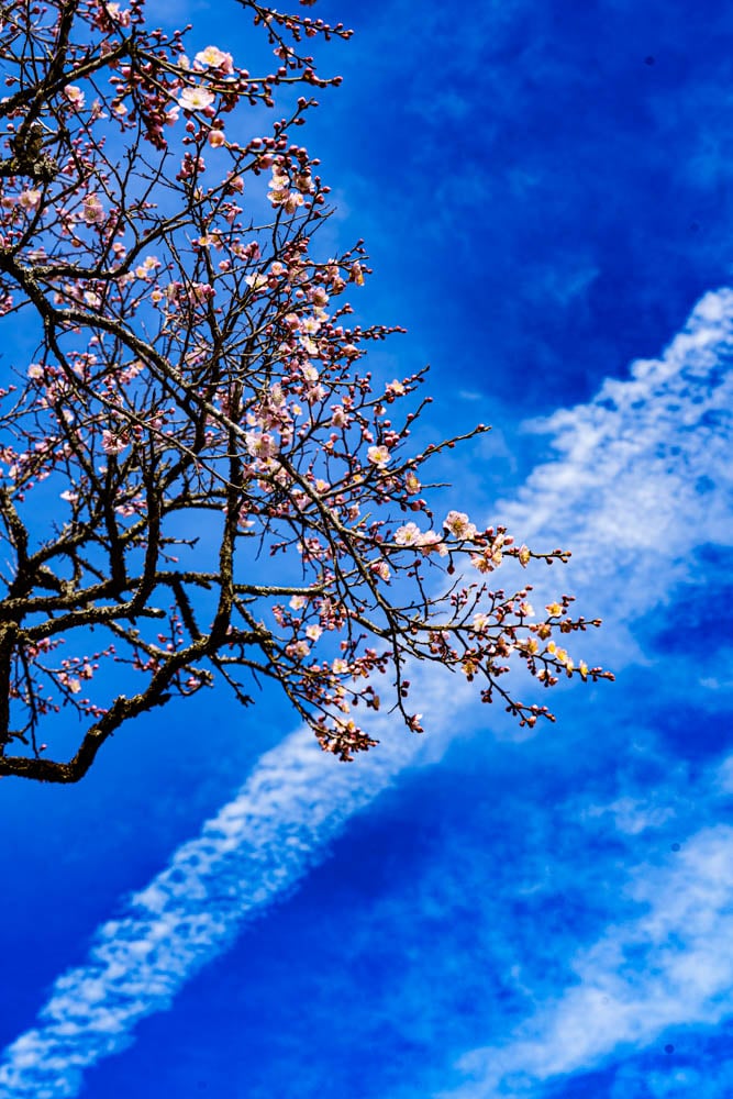 탐매 여행 네번째, 순천 선암사 선암매를 보다 60