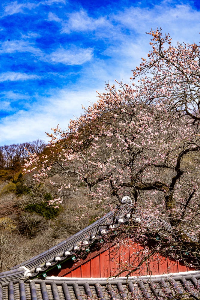 탐매 여행 네번째, 순천 선암사 선암매를 보다 58