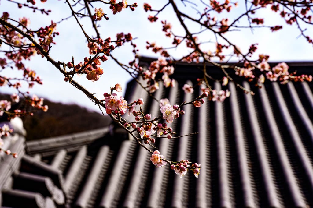 탐매 여행 네번째, 순천 선암사 선암매를 보다 59