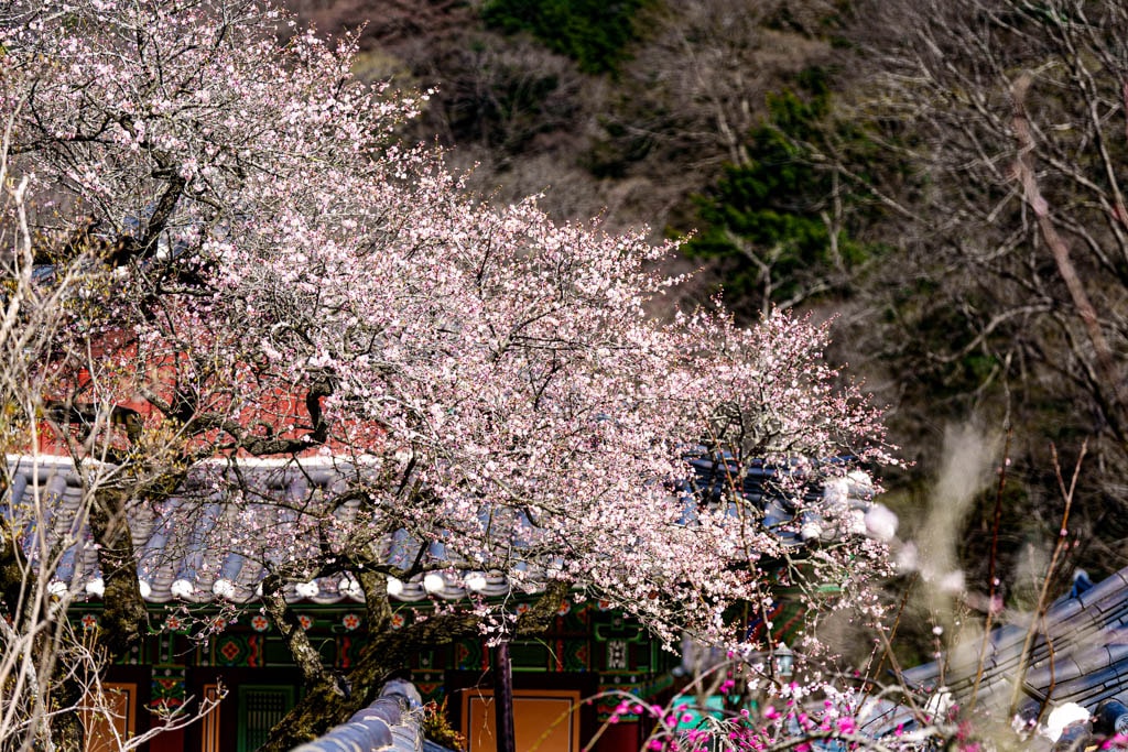 탐매 여행 네번째, 순천 선암사 선암매를 보다 55