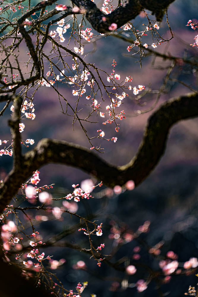 탐매 여행 네번째, 순천 선암사 선암매를 보다 63