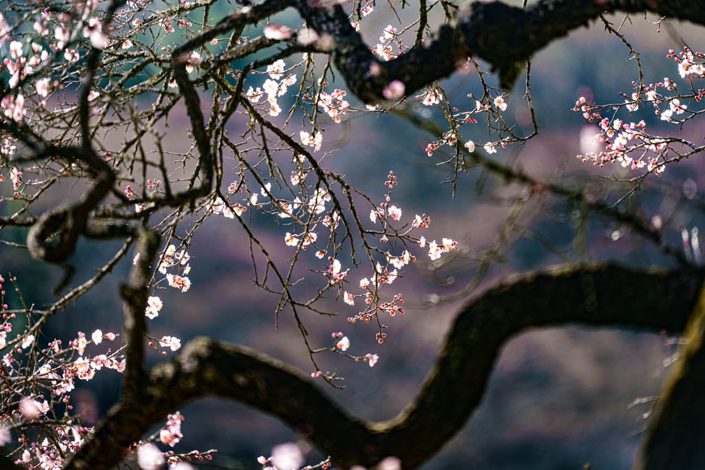 탐매 여행 네번째, 순천 선암사 선암매를 보다 64