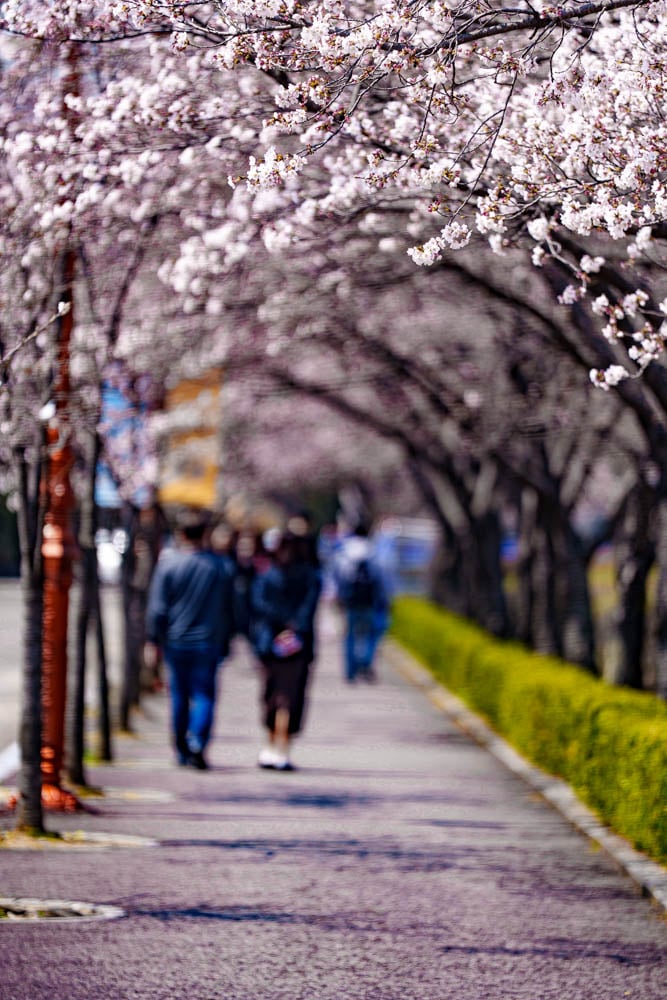 수원 경희대 국제캠퍼스 봄 풍경 5