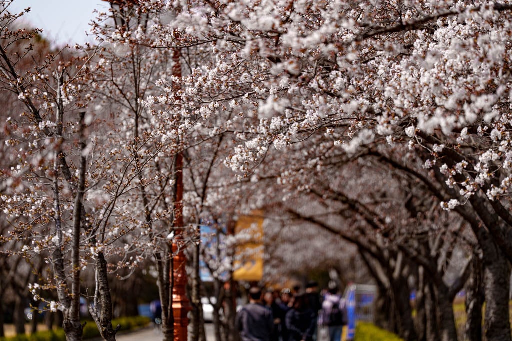 수원 경희대 국제캠퍼스 봄 풍경 6