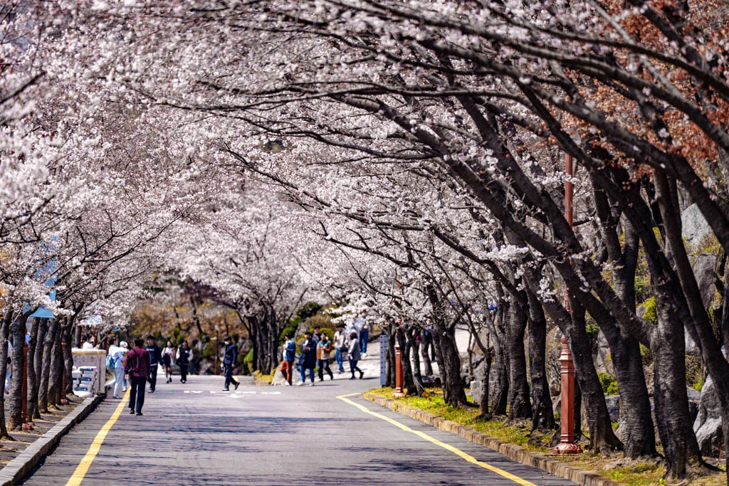 수원 경희대 국제캠퍼스 봄 풍경 8