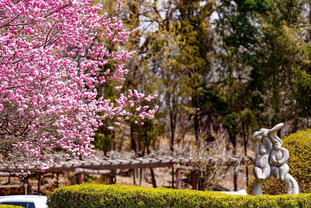 수원 경희대 국제캠퍼스 봄 풍경 2
