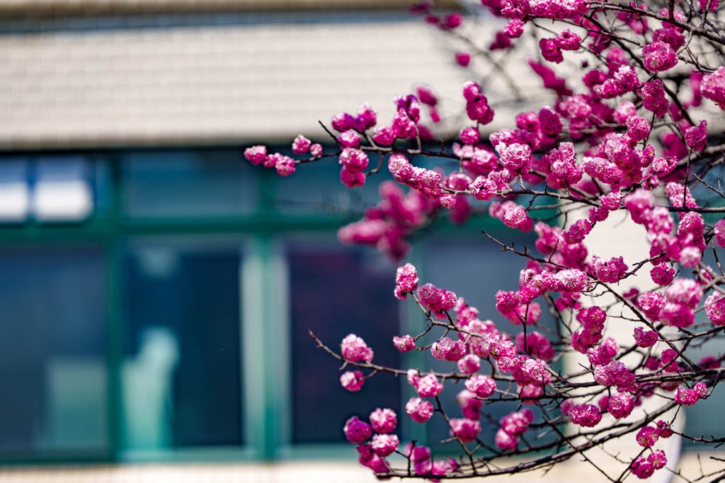 수원 경희대 국제캠퍼스 봄 풍경 3