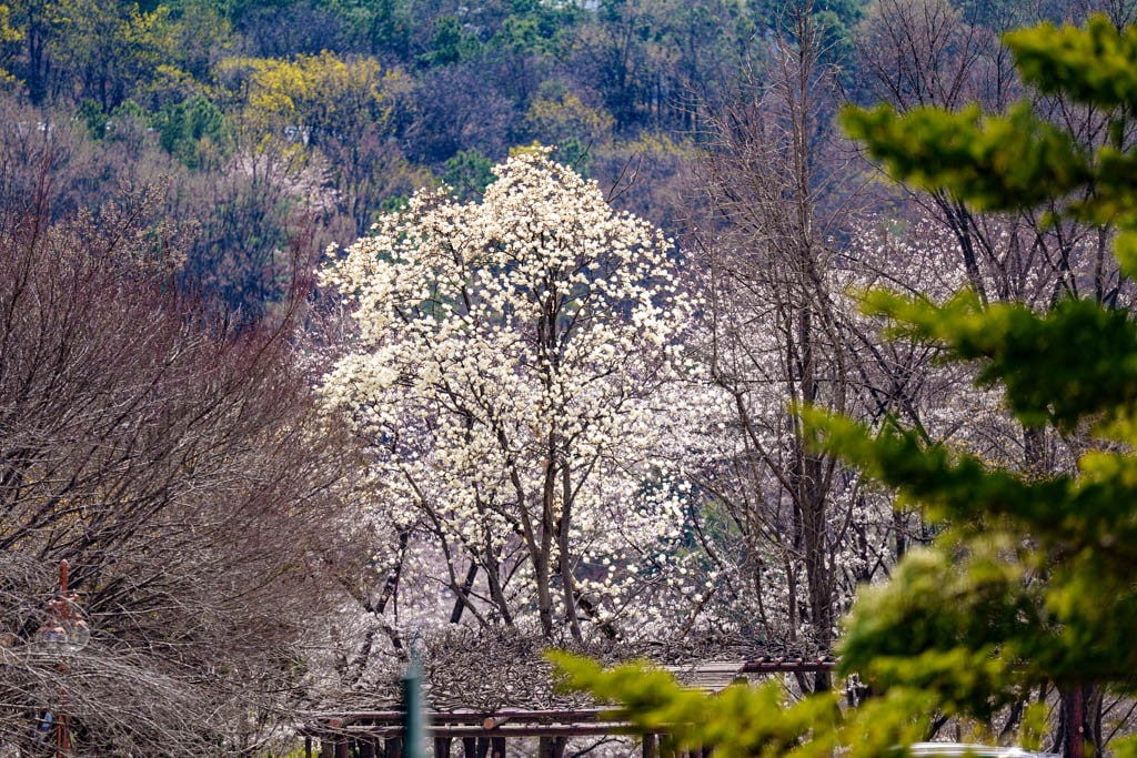 수원 경희대 국제캠퍼스 봄 풍경 4