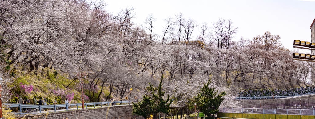 수원 경희대 국제캠퍼스 봄 풍경 9