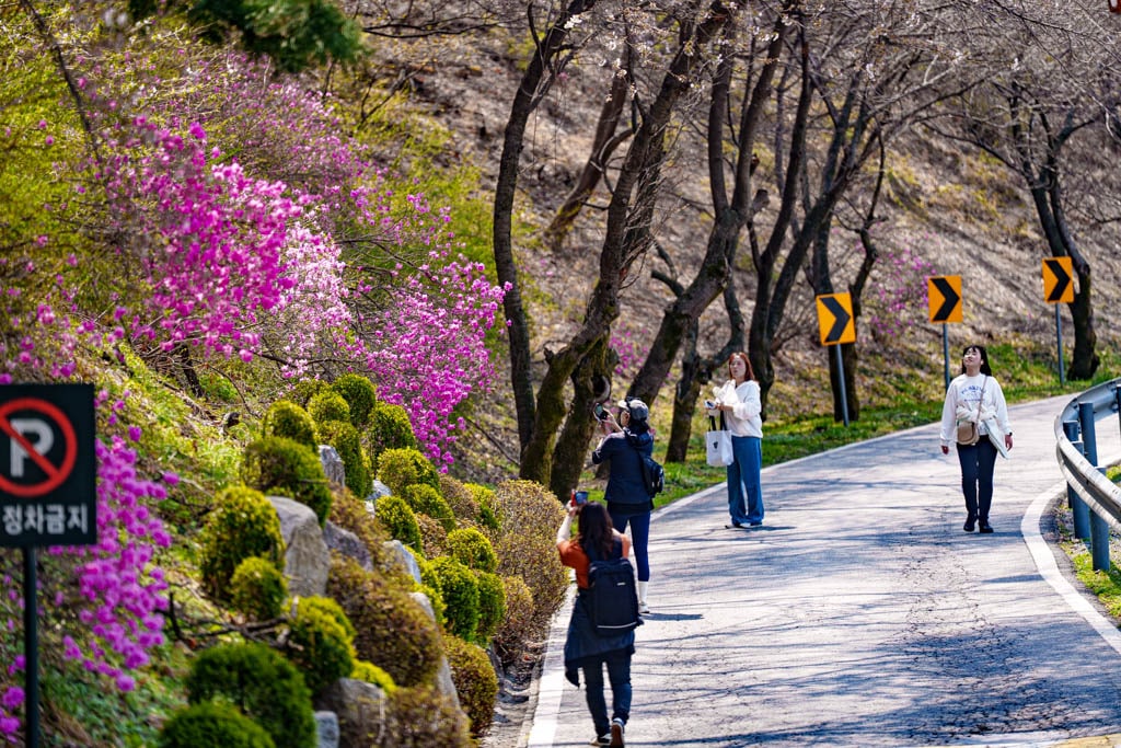 수원 경희대 국제캠퍼스 봄 풍경 11