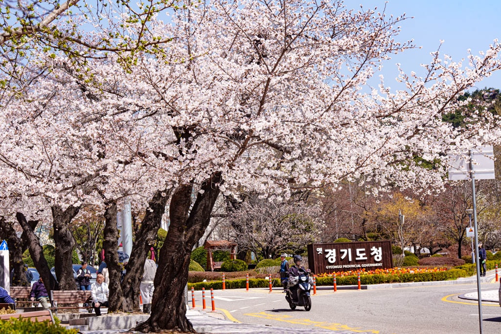 수원 벚꽃 명소, 수원 경기도청 벚꽃길 43 수원 벚꽃 명소, 수원 경기도청 벚꽃길 37