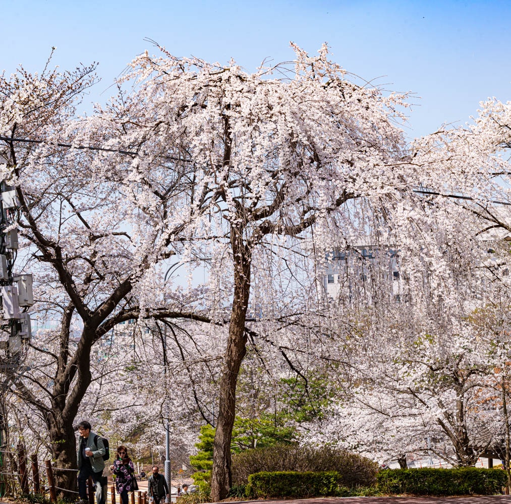 수원 벚꽃 명소, 수원 경기도청 벚꽃길 60 수원 벚꽃 명소, 수원 경기도청 벚꽃길 54