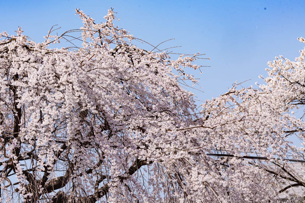 수원 벚꽃 명소, 수원 경기도청 벚꽃길 58 수원 벚꽃 명소, 수원 경기도청 벚꽃길 52
