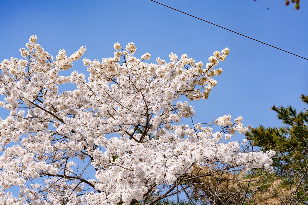 수원 벚꽃 명소, 수원 경기도청 벚꽃길 57 수원 벚꽃 명소, 수원 경기도청 벚꽃길 51