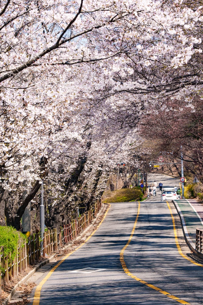 수원 벚꽃 명소, 수원 경기도청 벚꽃길 47 수원 벚꽃 명소, 수원 경기도청 벚꽃길 41
