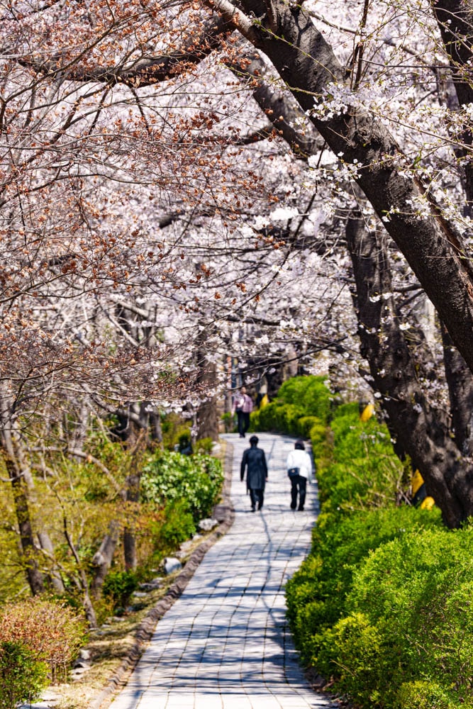 수원 벚꽃 명소, 수원 경기도청 벚꽃길 46 수원 벚꽃 명소, 수원 경기도청 벚꽃길 40