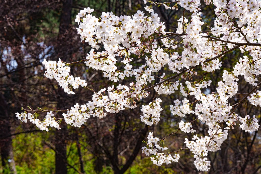 수원 벚꽃 명소, 수원 경기도청 벚꽃길 59 수원 벚꽃 명소, 수원 경기도청 벚꽃길 53