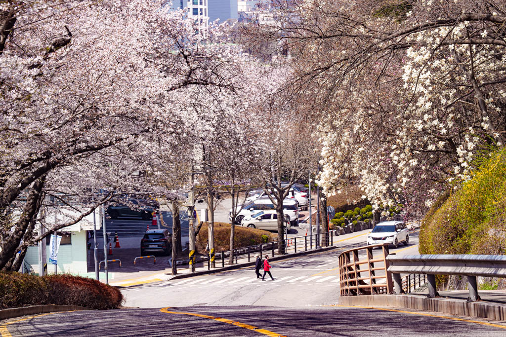 수원 벚꽃 명소, 수원 경기도청 벚꽃길 50 수원 벚꽃 명소, 수원 경기도청 벚꽃길 44