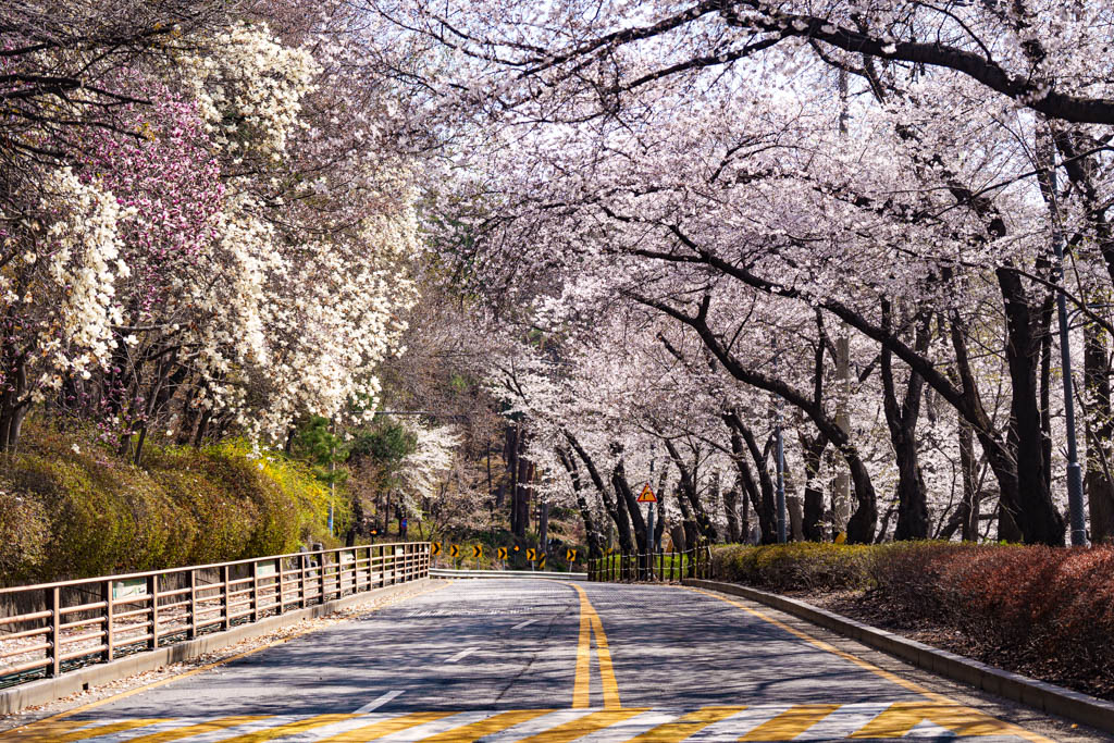 수원 벚꽃 명소, 수원 경기도청 벚꽃길 48 수원 벚꽃 명소, 수원 경기도청 벚꽃길 42