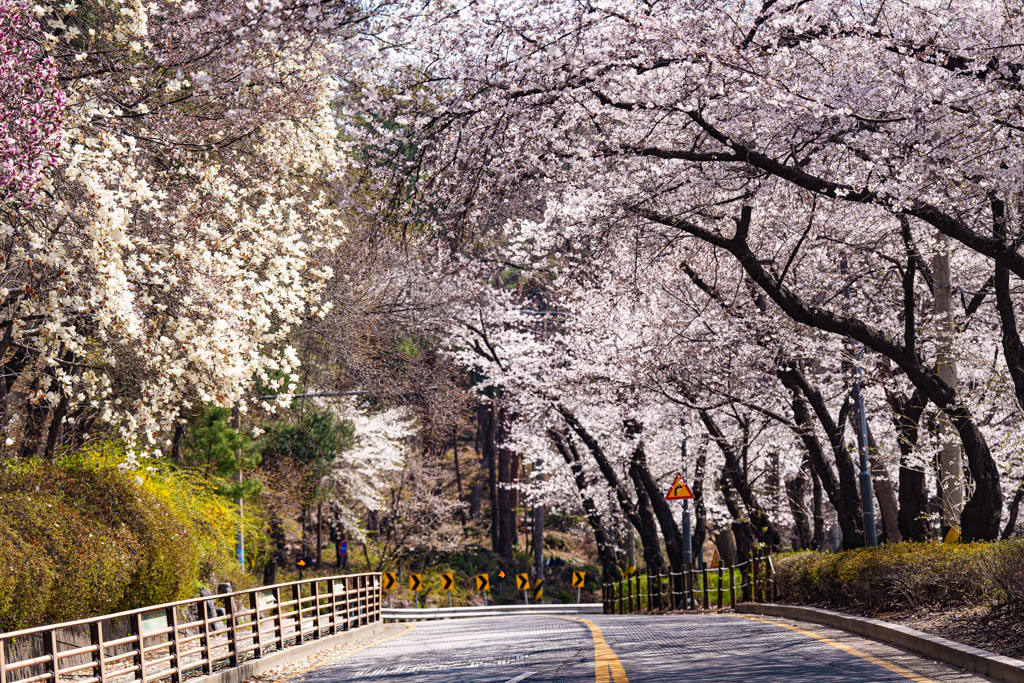 수원 벚꽃 명소, 수원 경기도청 벚꽃길 49 수원 벚꽃 명소, 수원 경기도청 벚꽃길 43