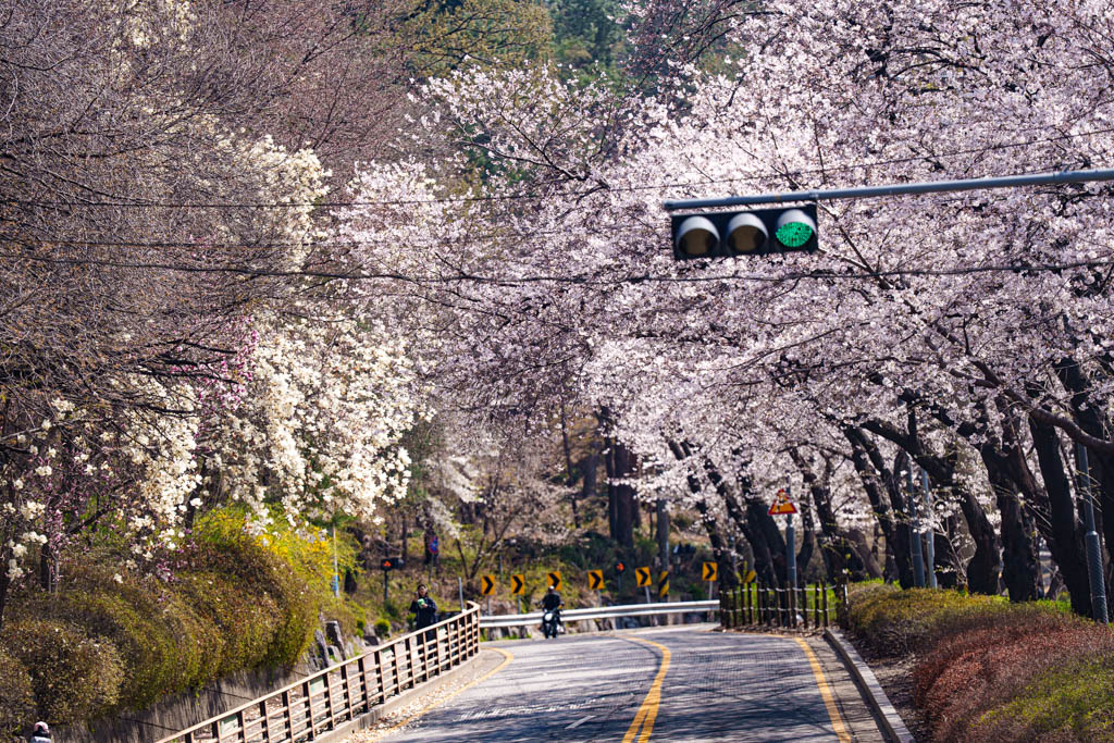 수원 벚꽃 명소, 수원 경기도청 벚꽃길 51 수원 벚꽃 명소, 수원 경기도청 벚꽃길 45