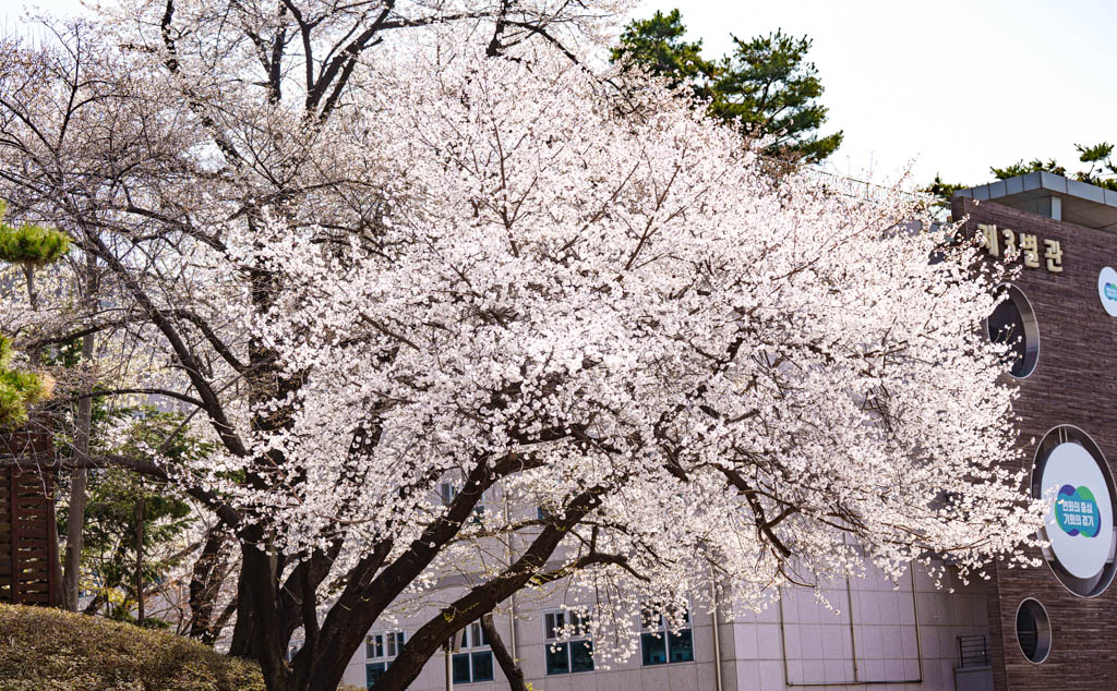 수원 벚꽃 명소, 수원 경기도청 벚꽃길 53 수원 벚꽃 명소, 수원 경기도청 벚꽃길 47