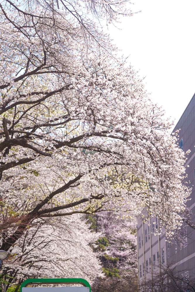 수원 벚꽃 명소, 수원 경기도청 벚꽃길 52 수원 벚꽃 명소, 수원 경기도청 벚꽃길 46