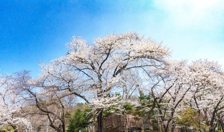 수원 벚꽃 명소, 구 경기도청 벚꽃, DSC07122-, Photo by Happist