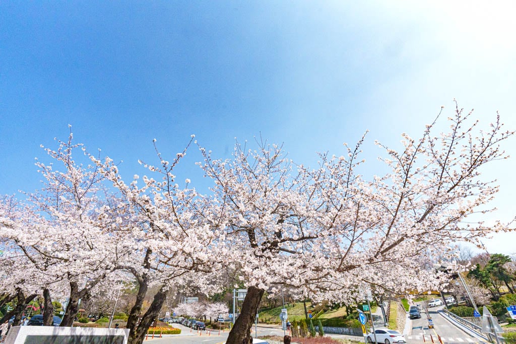 수원 벚꽃 명소, 수원 경기도청 벚꽃길 45 수원 벚꽃 명소, 수원 경기도청 벚꽃길 39