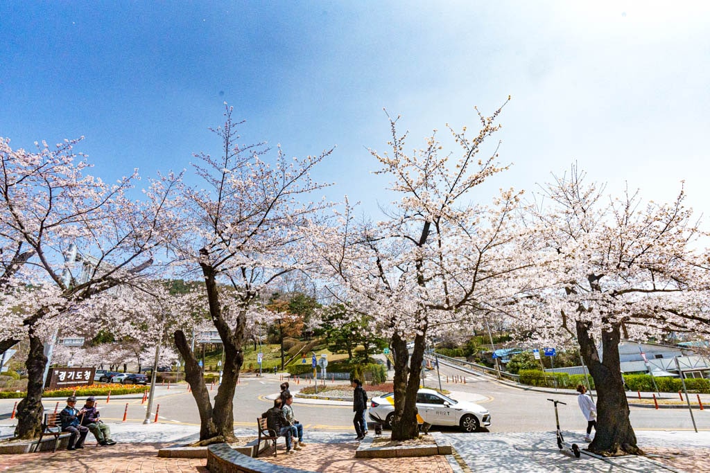 수원 벚꽃 명소, 수원 경기도청 벚꽃길 44 수원 벚꽃 명소, 수원 경기도청 벚꽃길 38