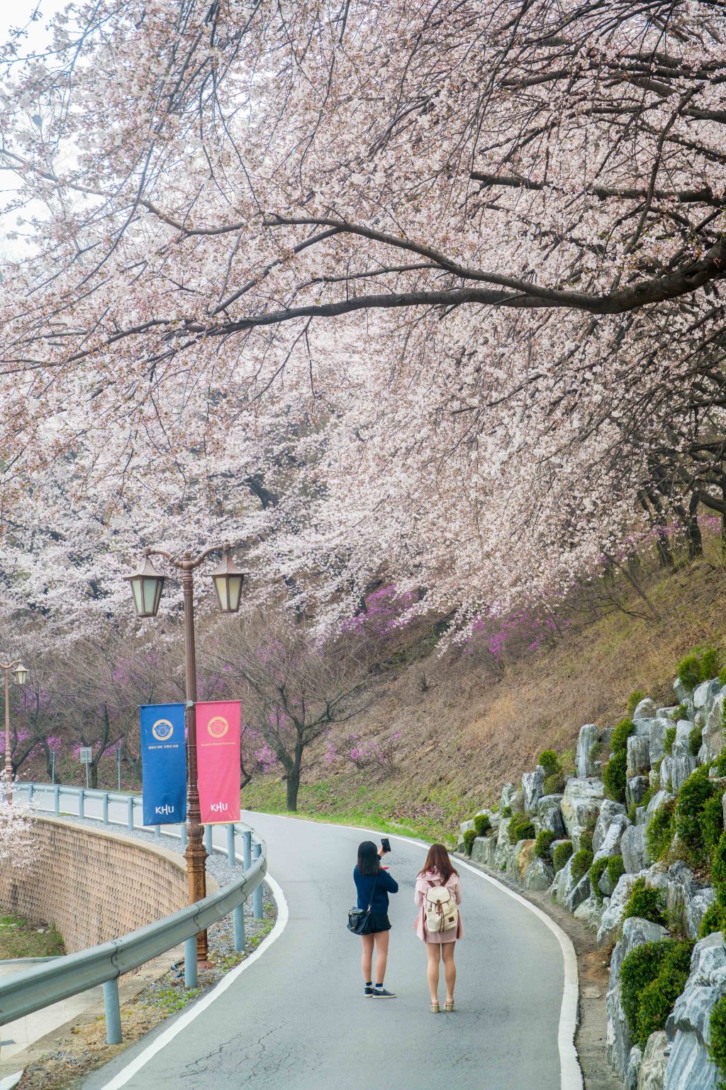 수원 경희대 국제캠퍼스 봄 풍경 10
