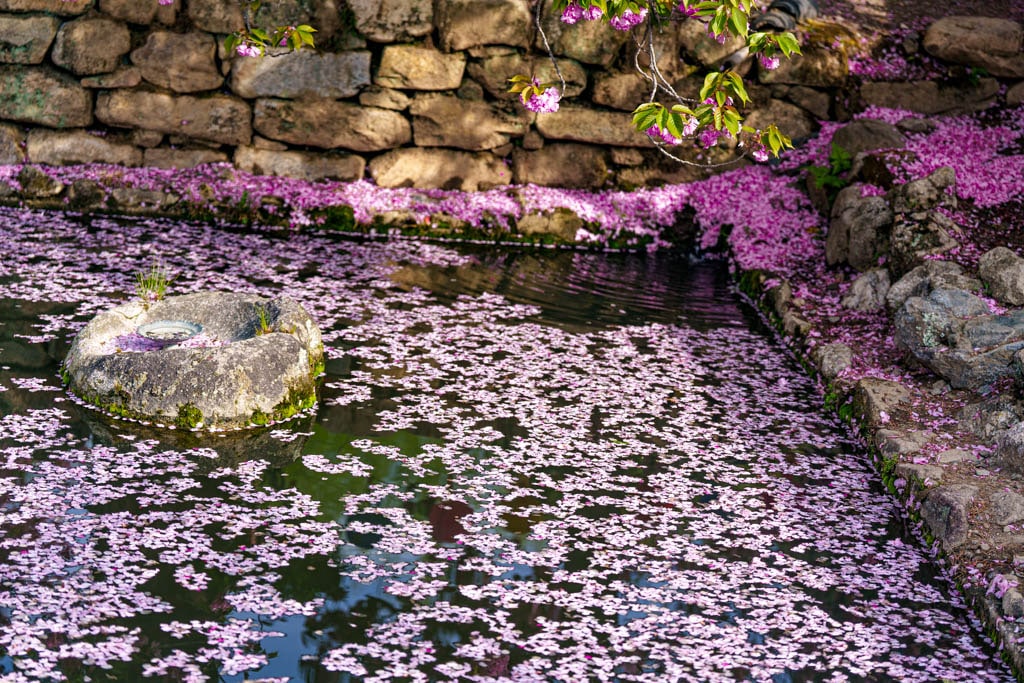 순천 선암사 겹벚꽃 풍경, 순천 선암사 겹벚꽃 풍경, DSC09357-, Photo by Happist