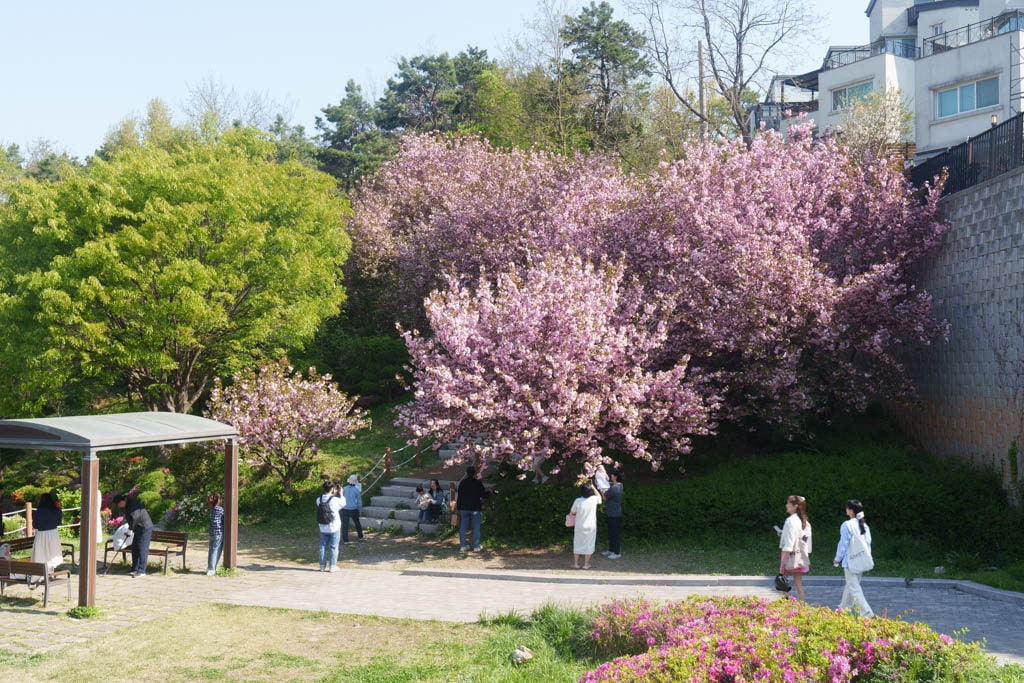 용인 동백 은성사 겹벚꽃 풍경, DSC00485-, Photo by Happist