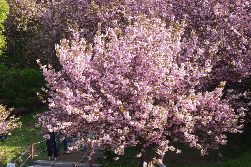 용인 동백 은성사 겹벚꽃 풍경, DSC00582-, Photo by Happist