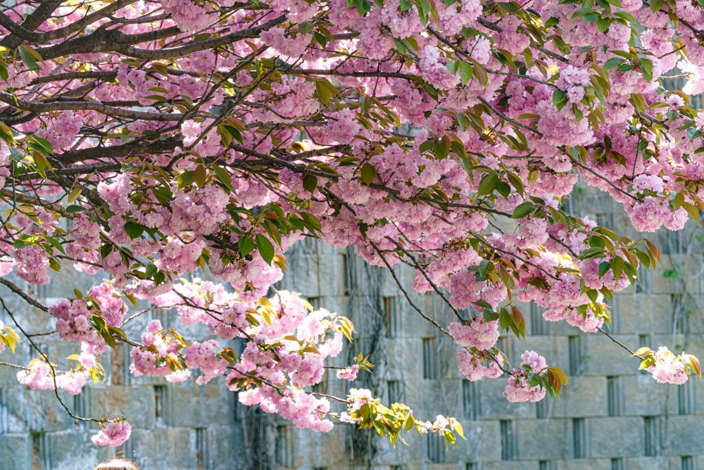 용인 동백 은성사 겹벚꽃 풍경, DSC00825-, Photo by Happist