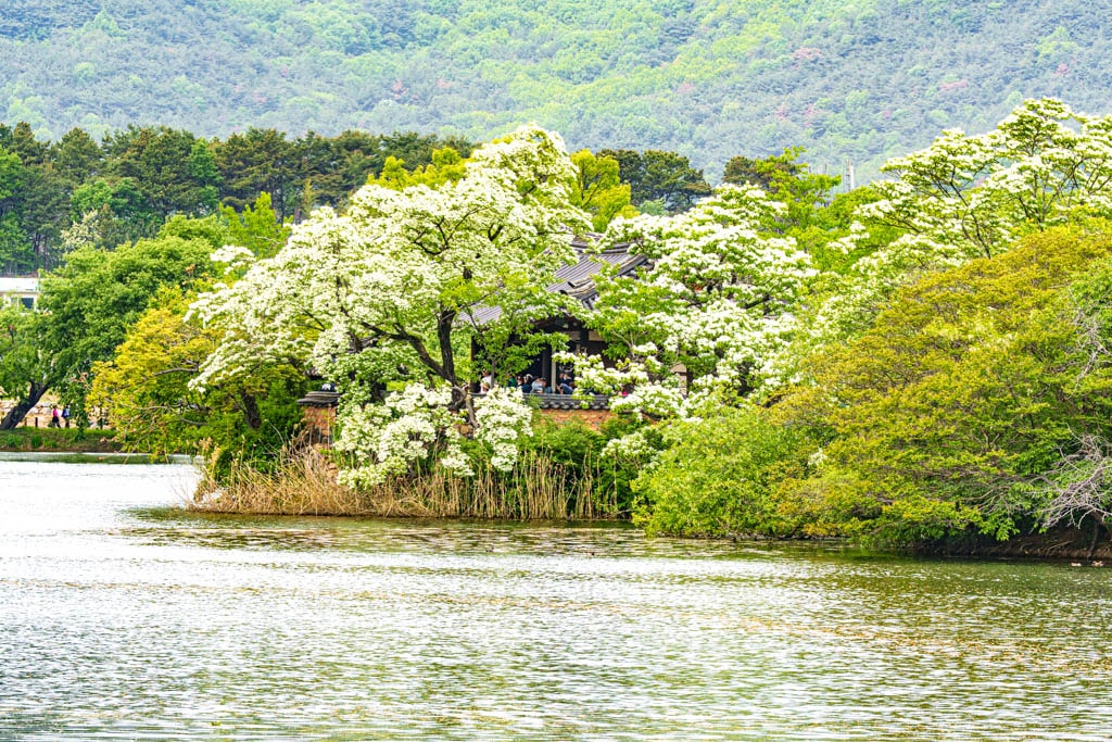 이팝나무꽃이 활짝 핀 5월, 밀양 위양지 방문기 105