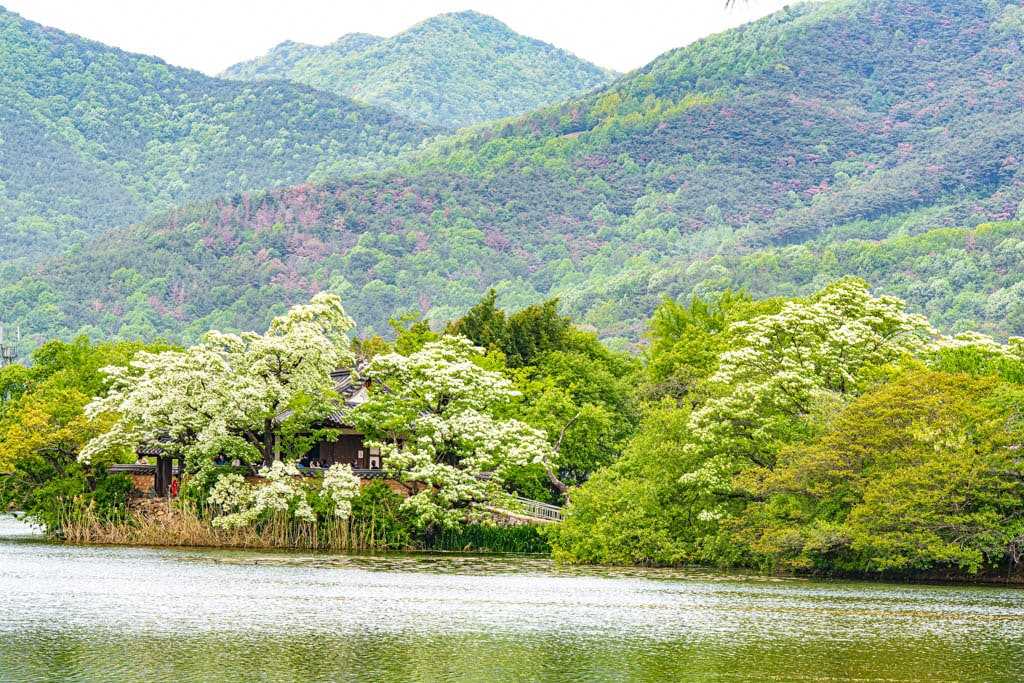 이팝나무꽃이 활짝 핀 5월, 밀양 위양지 방문기 108