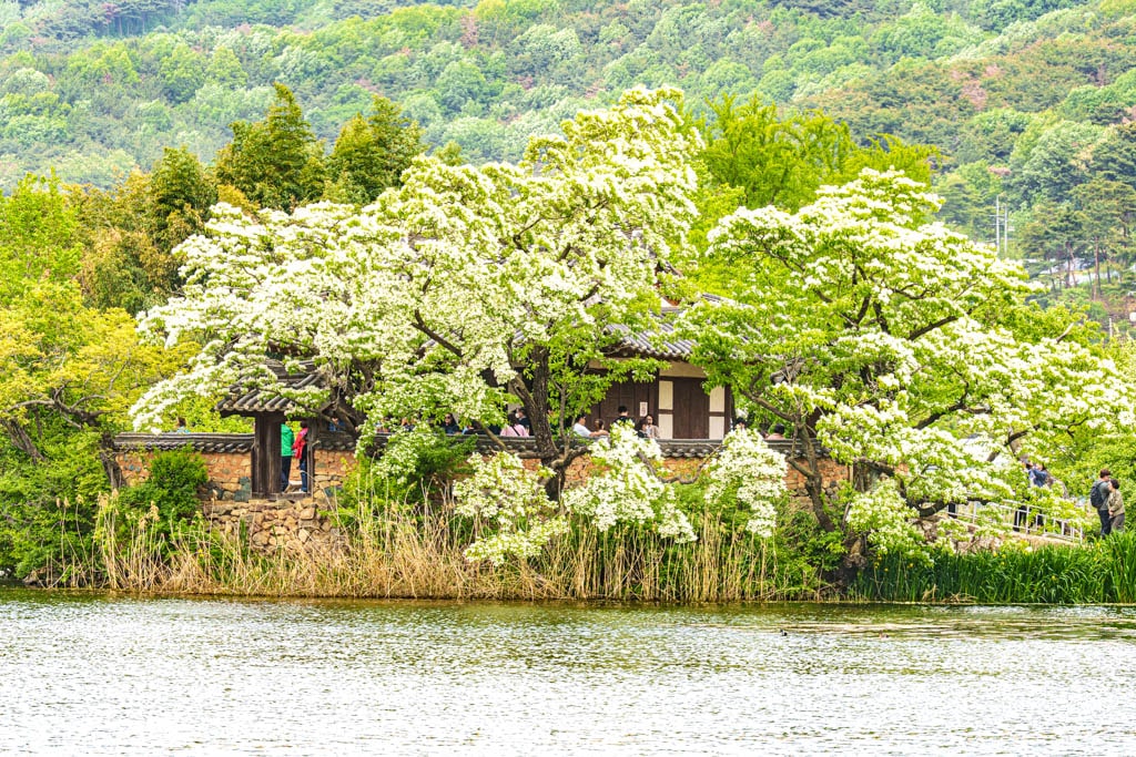 이팝나무꽃이 활짝 핀 5월, 밀양 위양지 방문기 104
