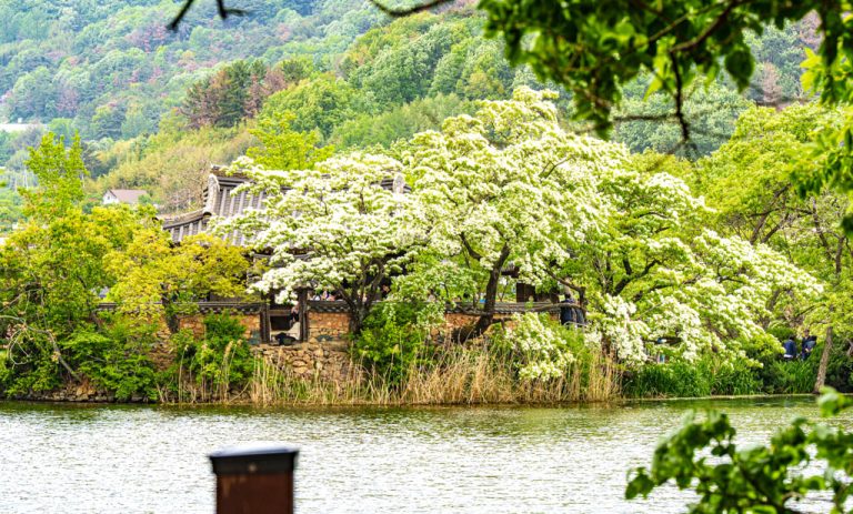 밀양 위양지 이팝나무꽃 풍경, DSC01877-, Photo by Happist