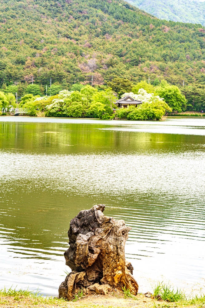 이팝나무꽃이 활짝 핀 5월, 밀양 위양지 방문기 110