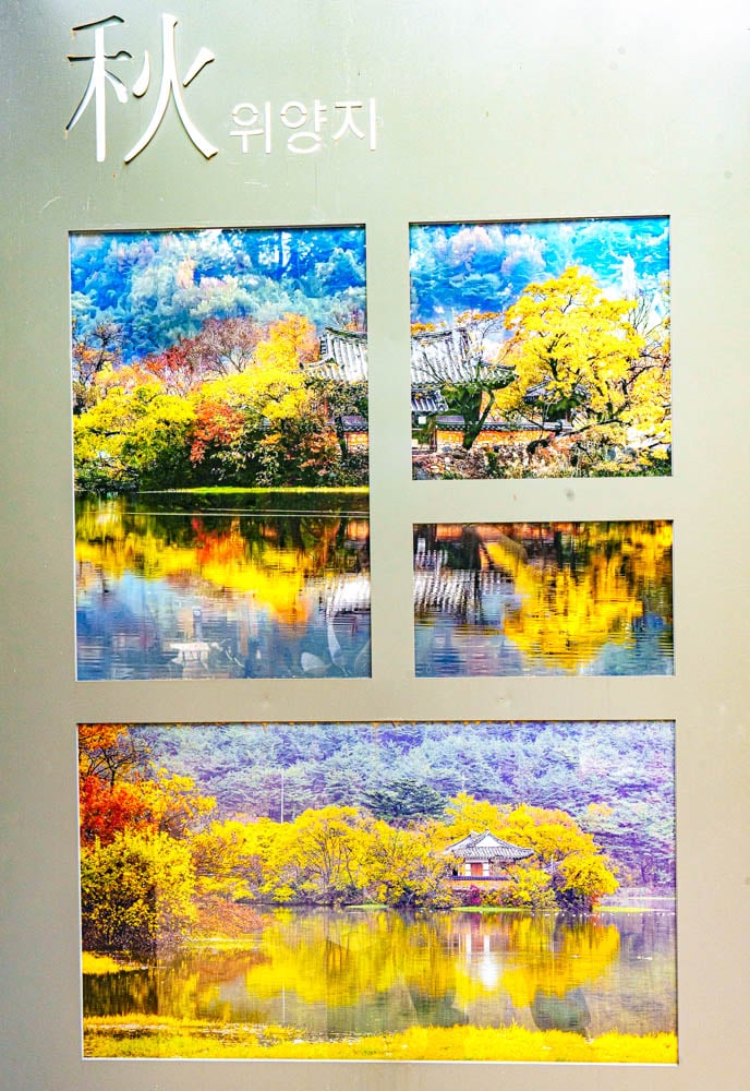 이팝나무꽃이 활짝 핀 5월, 밀양 위양지 방문기 109