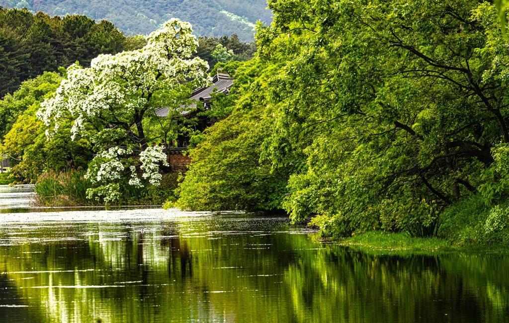 이팝나무꽃이 활짝 핀 5월, 밀양 위양지 방문기 107